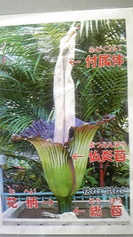世界最大の花☆フラワーパーク鹿児島