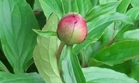 庭の花も元気良く咲き始めました（＾＾）