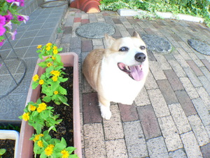 なんでかくの