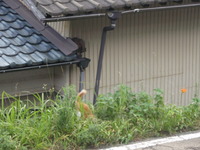 やっとお日様が！！