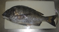 今年最初の獲物！