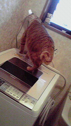 春なのかな？犬も猫も大騒ぎ。