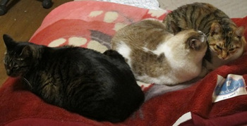 猫たちの昼寝場所。