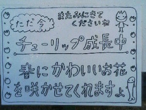 チューリップ成長記録１
