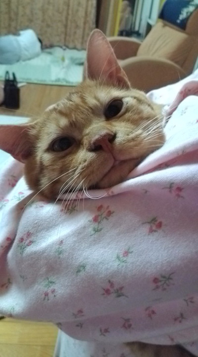 鼻炎・猫アレルギー