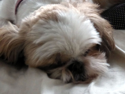 犬のワクチン