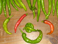 8月31日  野菜祈念日♪