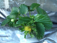 いちごの花畑 ?