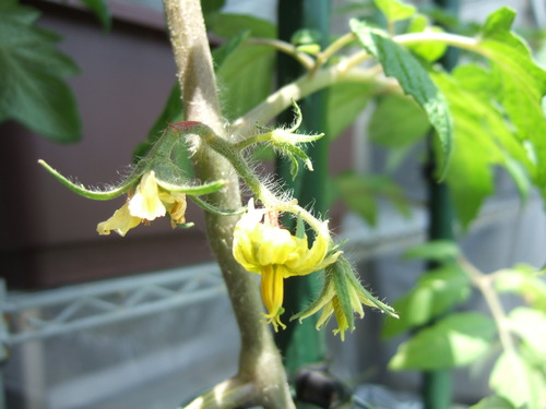 桃太郎トマトに２つ目の花
