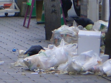 ゴミとからす