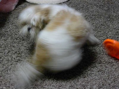 興奮