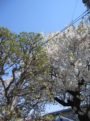 東京の桜