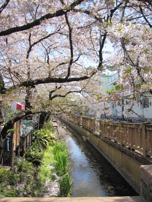 東京の桜