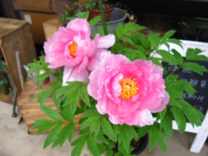 牡丹の花が見頃です