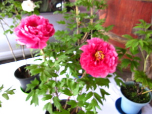 牡丹の花が見頃です