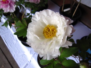 牡丹の花が見頃です