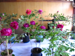 牡丹の花が見頃です