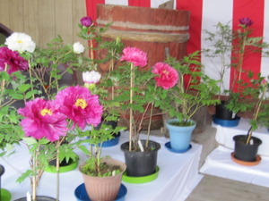 牡丹の花が見頃です