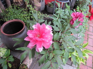 牡丹の花が見頃です