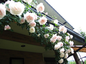 暁という名前の薔薇
