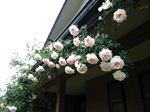 暁という名前の薔薇