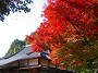 上高地 紅葉 ブルートレイン