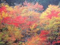 人気紅葉スポット