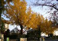 泉ヶ丘小の紅葉