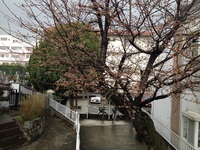 桜が咲き始めました！