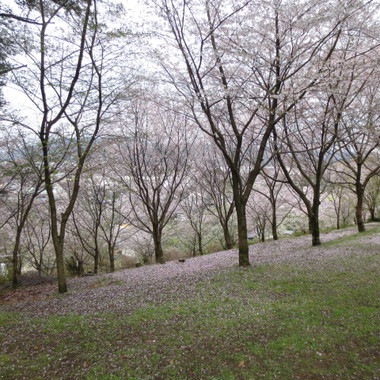 花みち 花みち