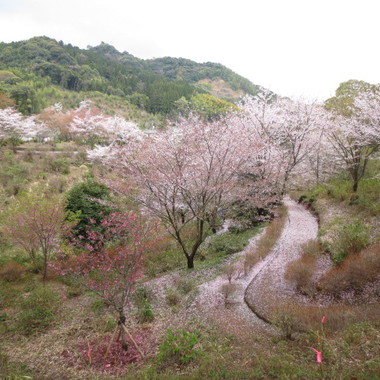 花みち 花みち