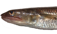 ジギングで釣れる魚　エソ