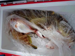 タイラバでした! タイラバでした!