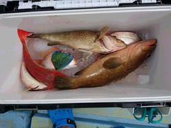 タイラバでした! タイラバでした!