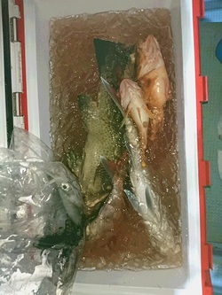若杉、岩根御一行様! 若杉、岩根御一行様!