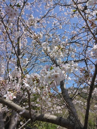 ～　花見　～ 2023/03/29 16:04:49