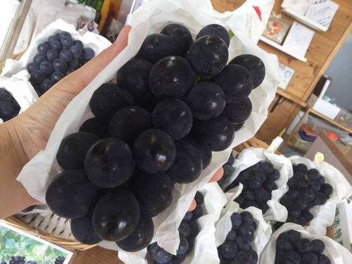 種無し巨峰販売中!
