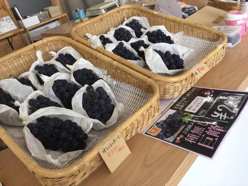 種無し巨峰販売中!