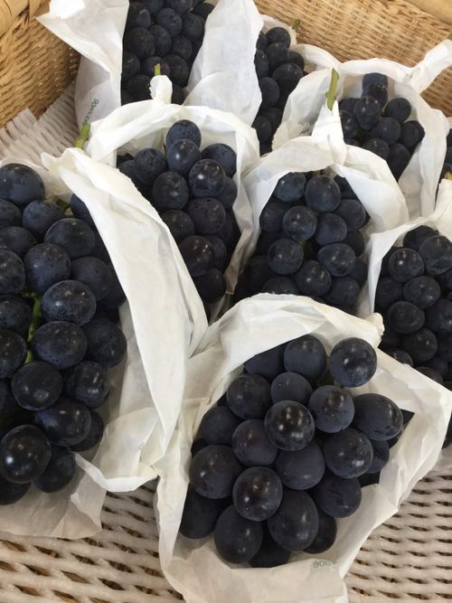 種無し巨峰販売中!