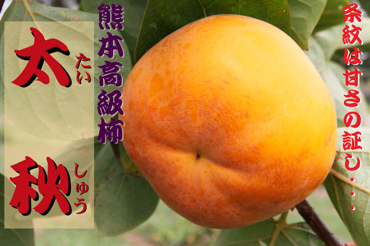 みかん狩り、りんご狩り、柿狩りも開園中!