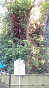 加藤神社　銀杏の木