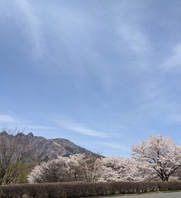 桜も満開を過ぎ。。。 2022/04/07 22:44:24