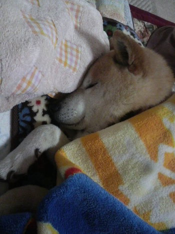 散歩♪♪