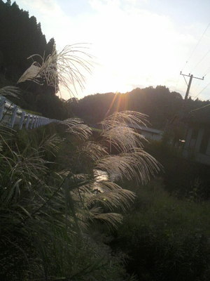 夕陽とススキ 夕陽とススキ