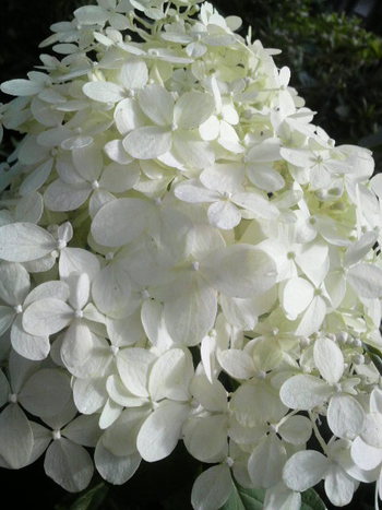 柏葉紫陽花 柏葉紫陽花