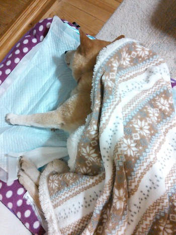 はな