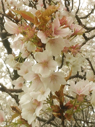 一心行の大桜