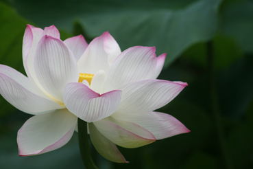 蓮の花画像熊本 蓮の花画像熊本