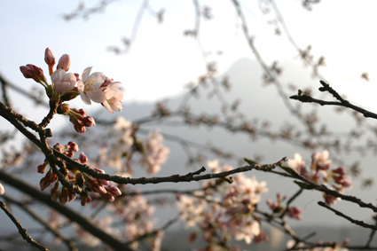 湯布院と桜画像 湯布院と桜画像