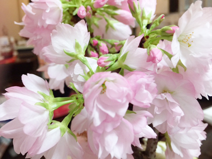 旭山桜画像熊本 旭山桜画像熊本